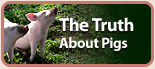 The Truth About Pigs
